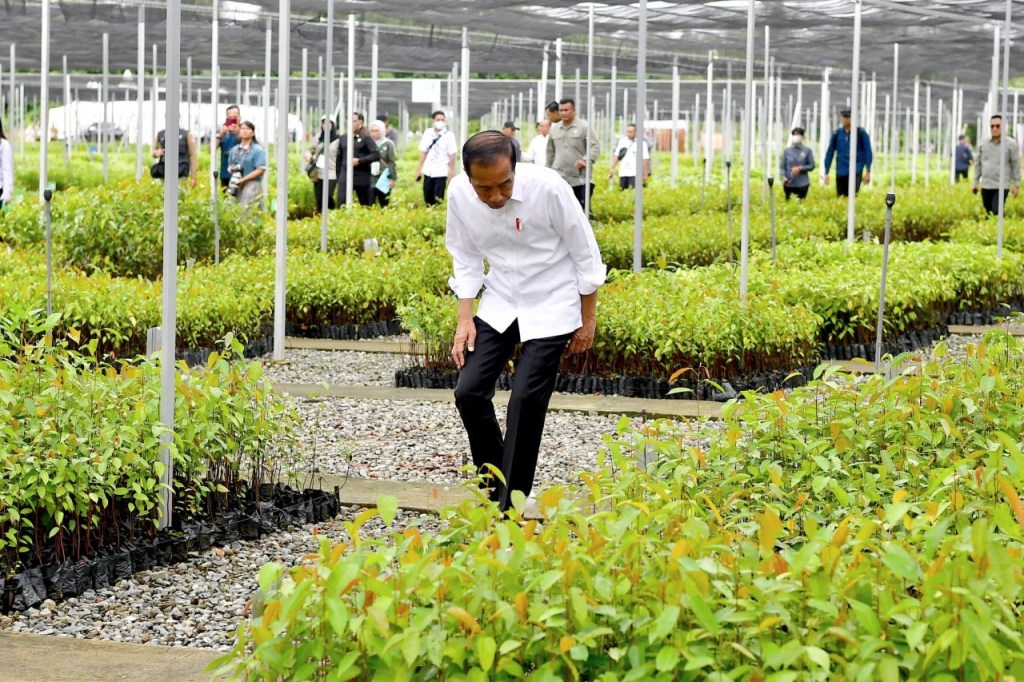 Jokowi Resmikan Pusat Persemaian Skala Besar Mentawir