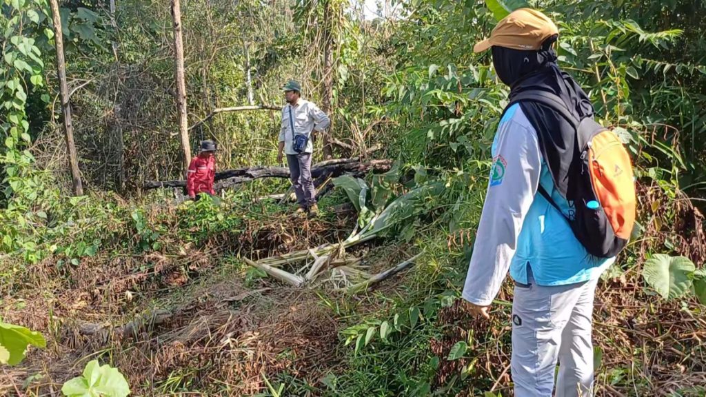 Orang Utan Berukuran Besar Resahkan Kelompok Tani di Tanah Merah Samarinda